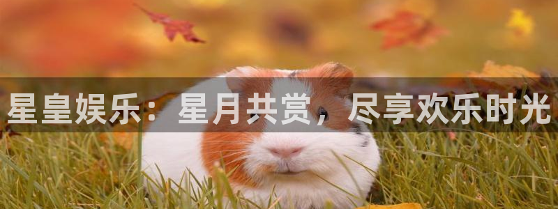 蓝图娱乐主管：星皇娱乐：星月共赏，尽享欢乐时光